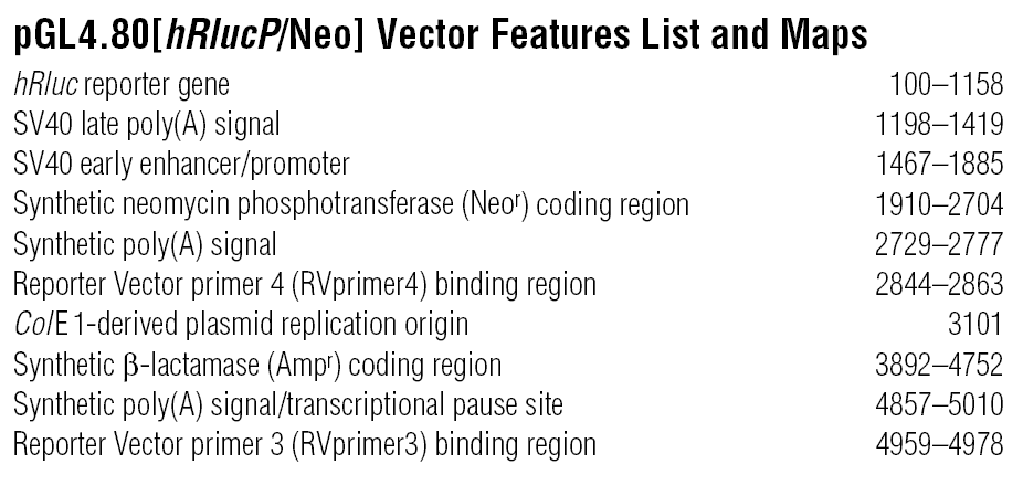 pGL4.80 载体特征